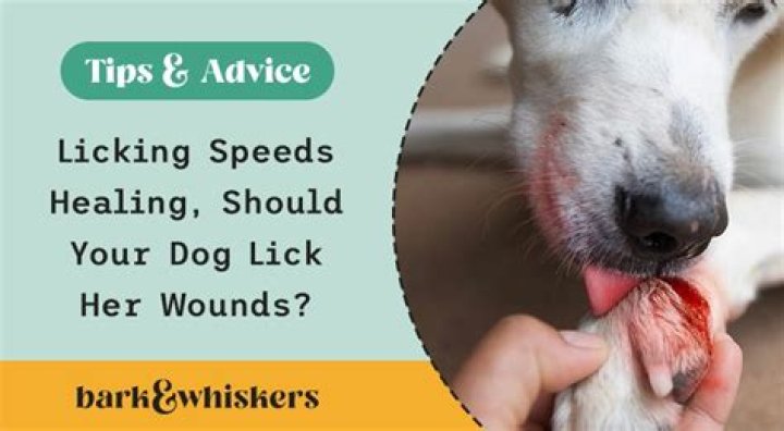 Is it OK for a dog to lick his wound?