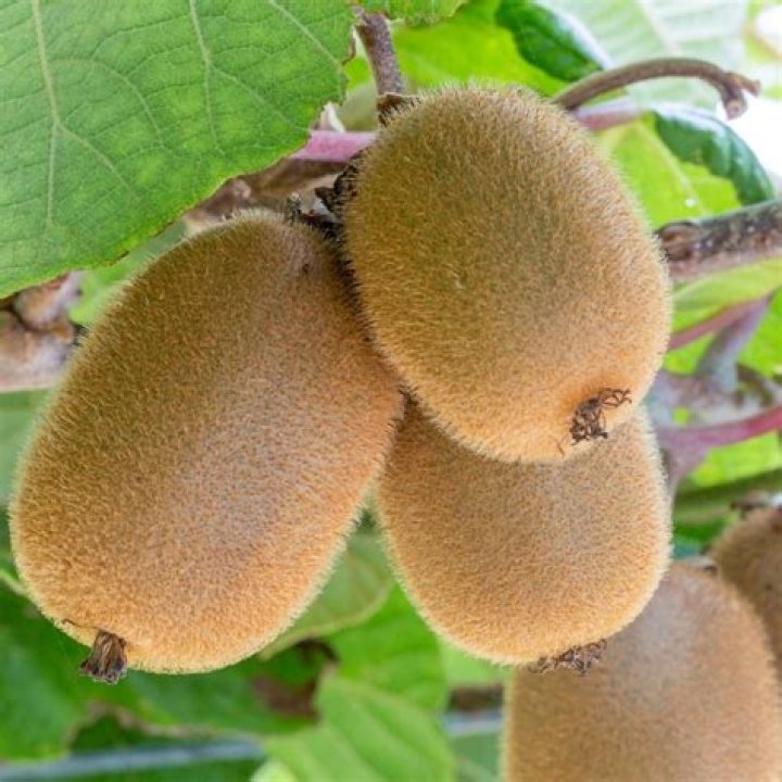 Is it OK to eat unripe kiwi?