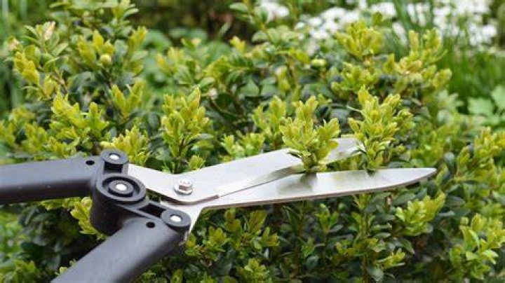 Is it OK to trim shrubs in summer?