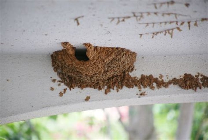 Is it possible to have a mosquito nest in your house?
