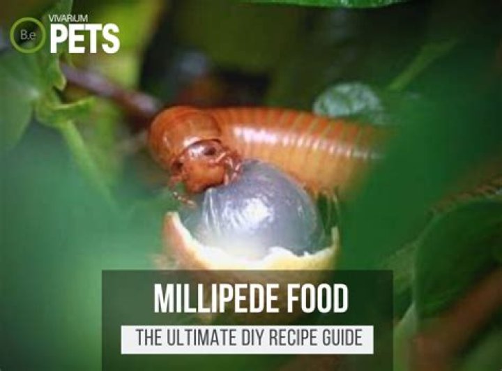 Is it safe to eat a millipede?