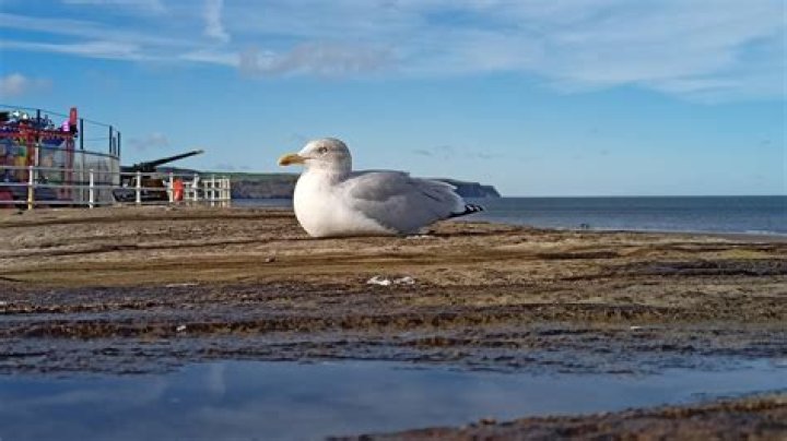 Is it safe to feed seagulls?