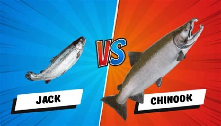 Is Jack salmon and whiting the same fish?