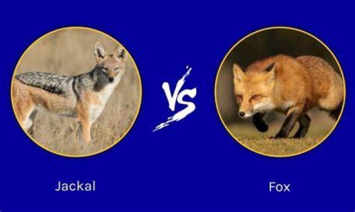 Is jackal and fox same?