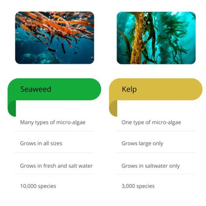 Is kelp a seaweed? | ContextResponse.com