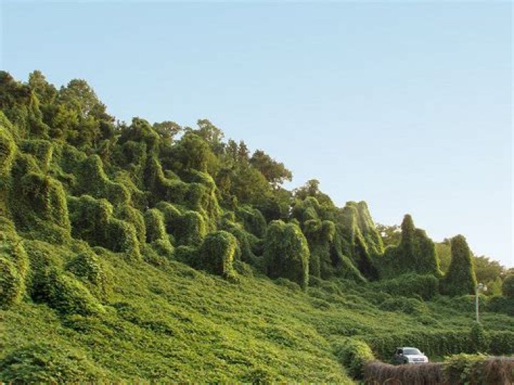 Is kudzu invasive in Japan?