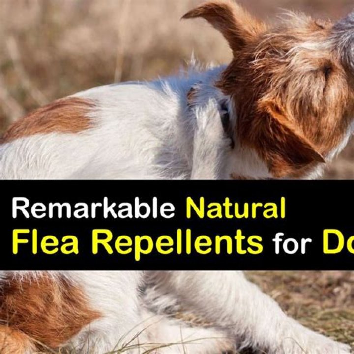 Is Lemon Juice Good for fleas on dogs?