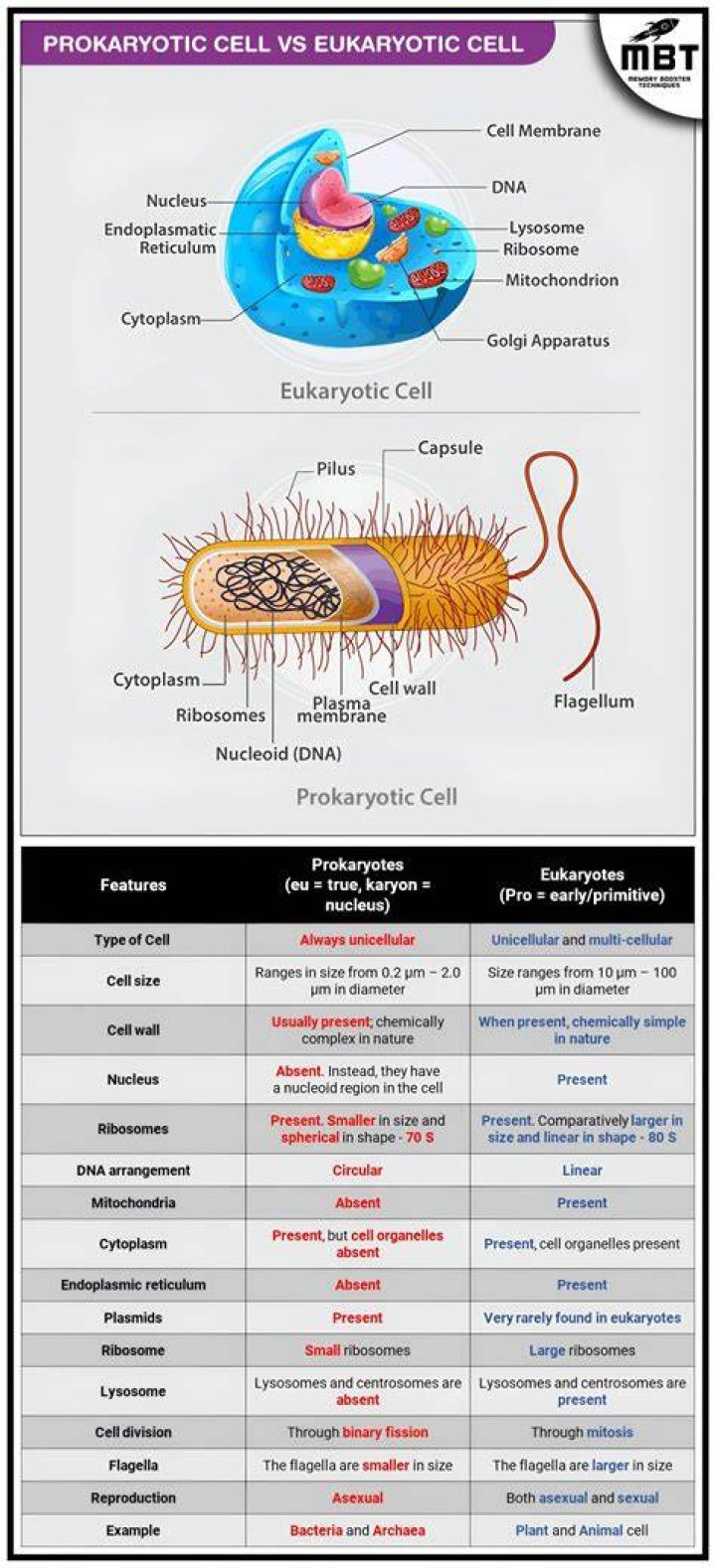 Is lichen prokaryotic or eukaryotic?