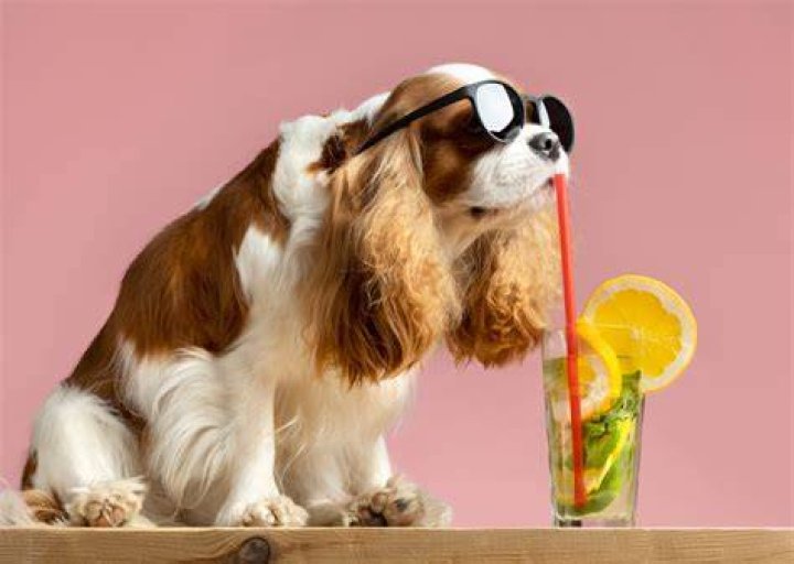 Is lime juice toxic to dogs?