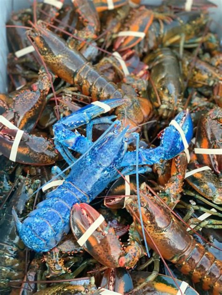 Is lobster fishing profitable?