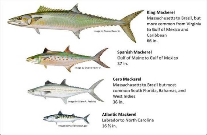 Is mackerel sea or river fish?