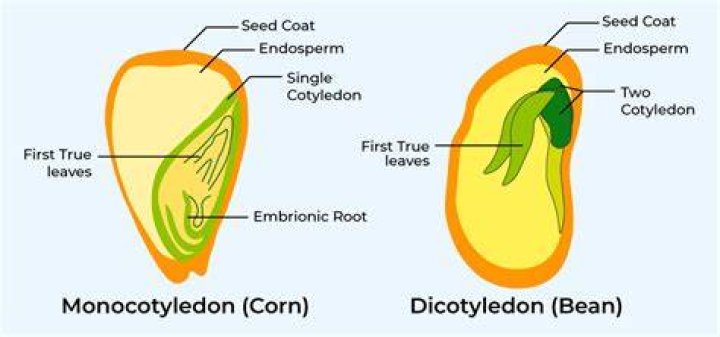 Is maize a monocot or dicotyledonous plant?