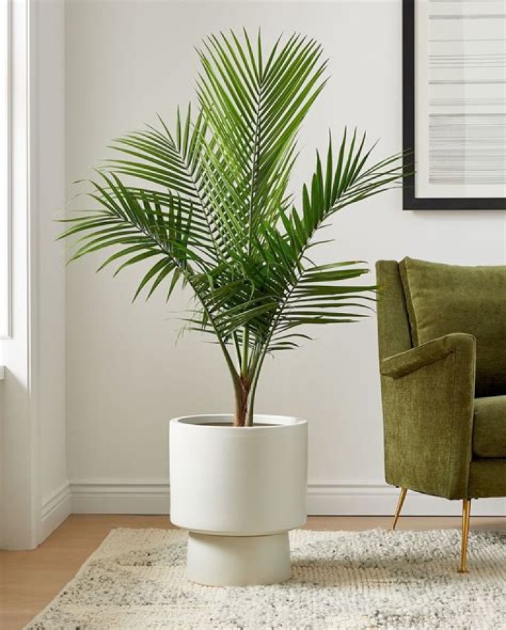 Is Majesty palm an indoor plant?