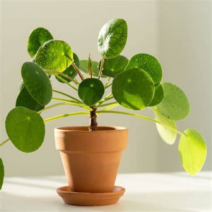 Is money plant invasive? | ContextResponse.com