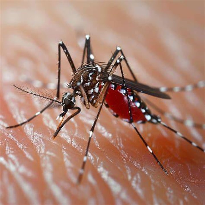 Is mosquito blood dangerous?