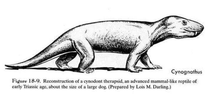 Is Mouse a reptile or mammal?