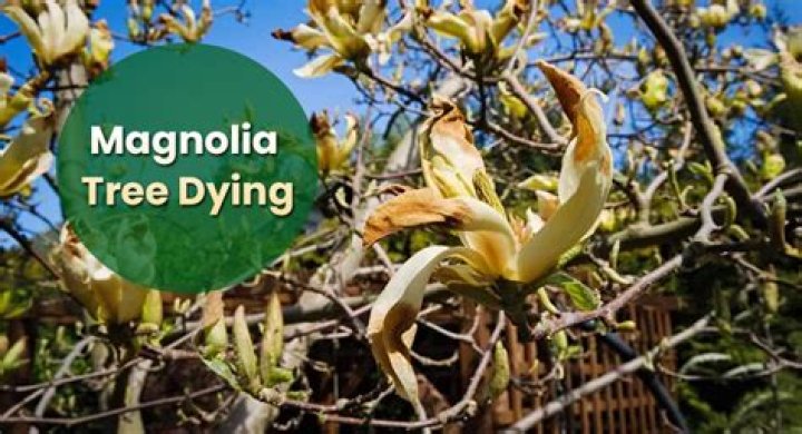 Is my magnolia tree sick?