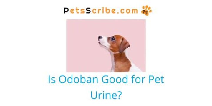 Is OdoBan good for pet urine?