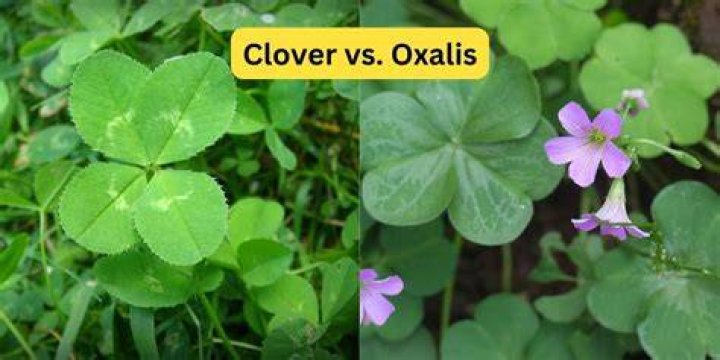 Is Oxalis a perennial? | ContextResponse.com