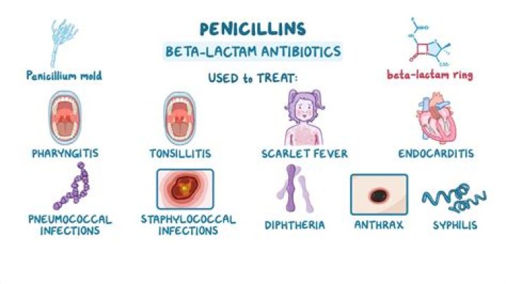Is Penicillin a macrolide antibiotic?