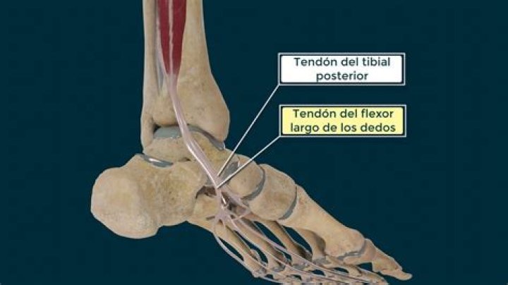 Is posterior tibial tendon flexor or extensor?