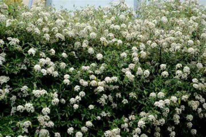 Is Prague viburnum Evergreen? | ContextResponse.com