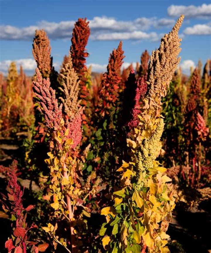 Is Quinoa from Africa?