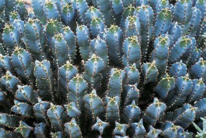 Is Resiniferatoxin edible? | ContextResponse.com