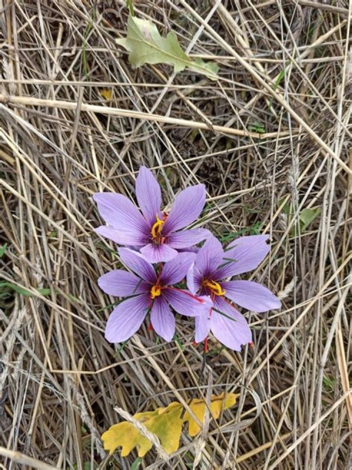 Is Saffron perennial? | ContextResponse.com