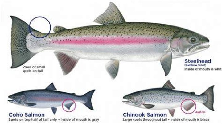 Is steelhead trout healthy to eat?