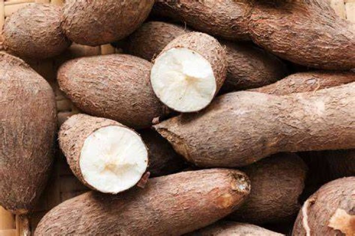 Is Tapioca a vegetable?