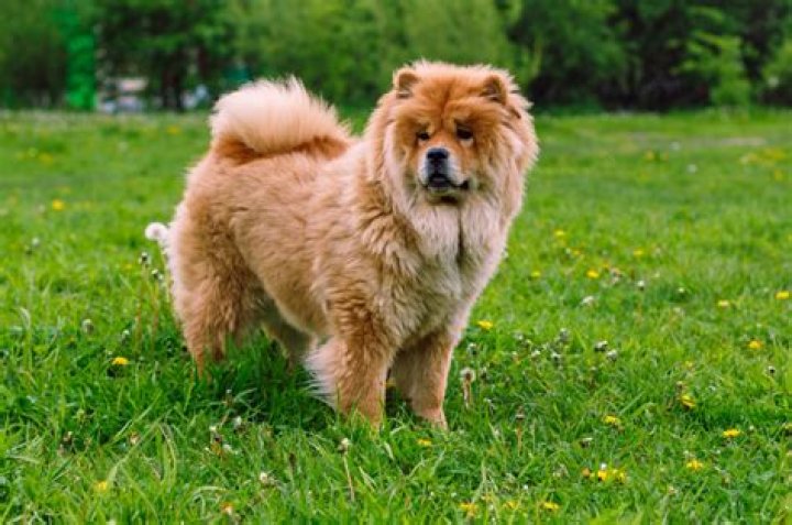 Is the Chow Chow a dangerous dog?