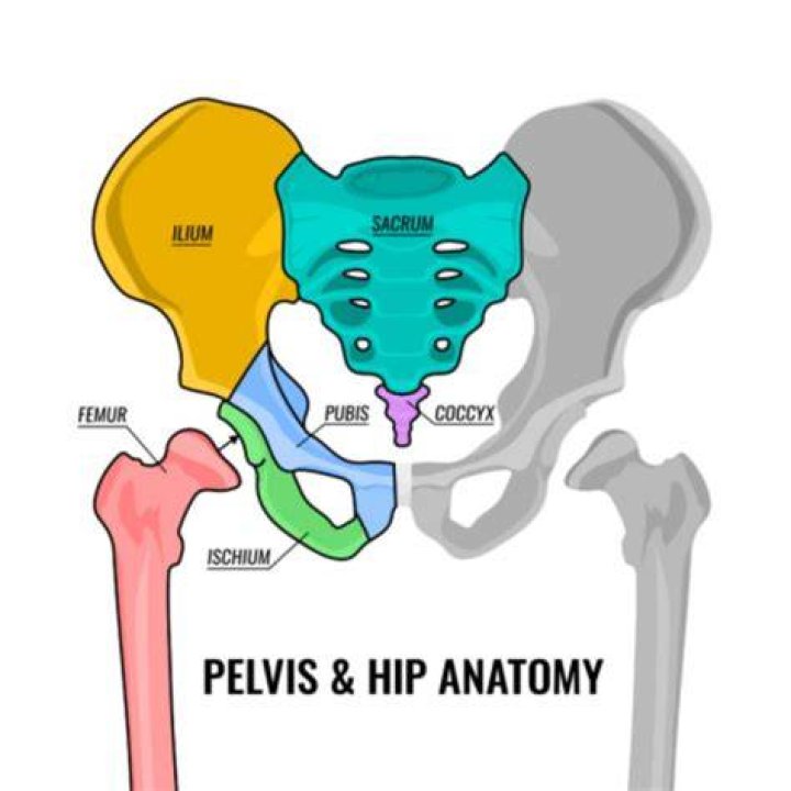 Is the hip the same as the pelvis?