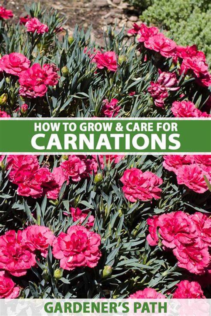 Is there a carnation tree?