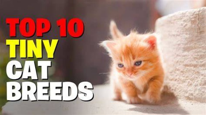 Is there a cat breed that stays small?