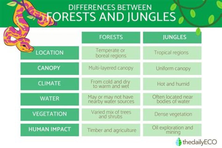 Is there a difference between a jungle and a forest?