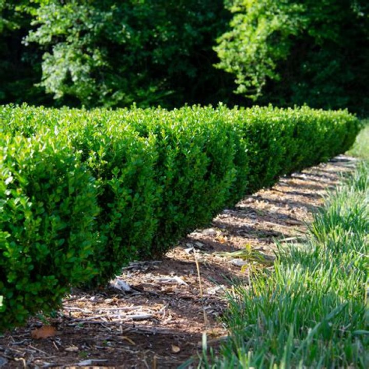 Is there a fast growing boxwood?