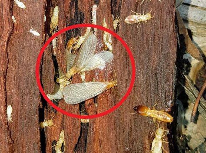 Is there a spray for termites?