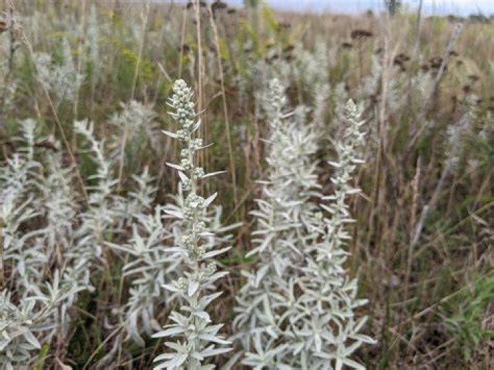 Is Wild Sage poisonous? | ContextResponse.com