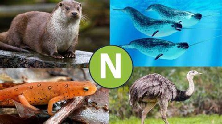 ¿Qué animal empieza con ñ?