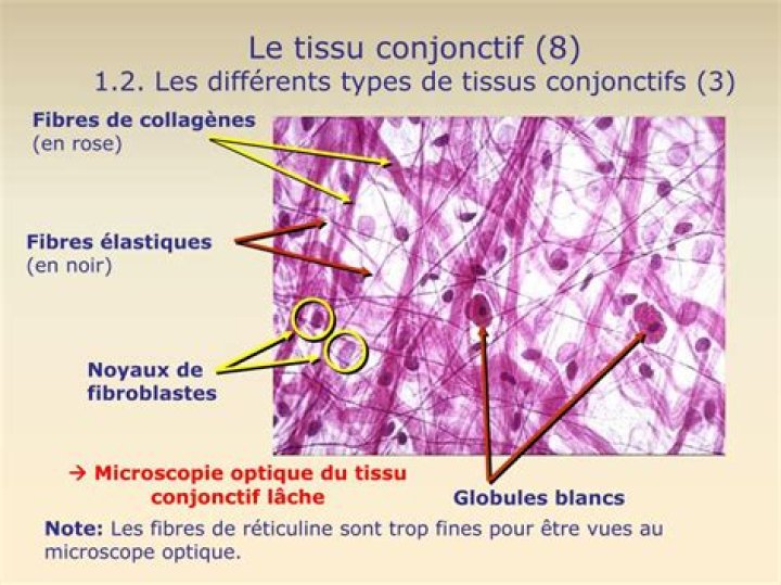 Quelles sont les caractéristiques des cellules conjonctives ?