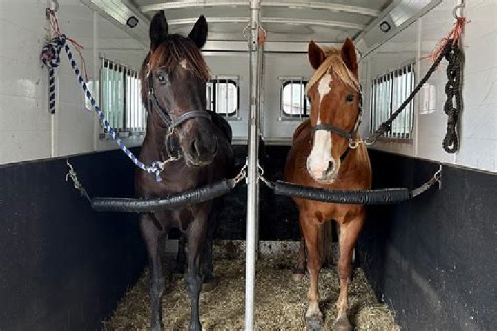 Should horses be shod? | ContextResponse.com