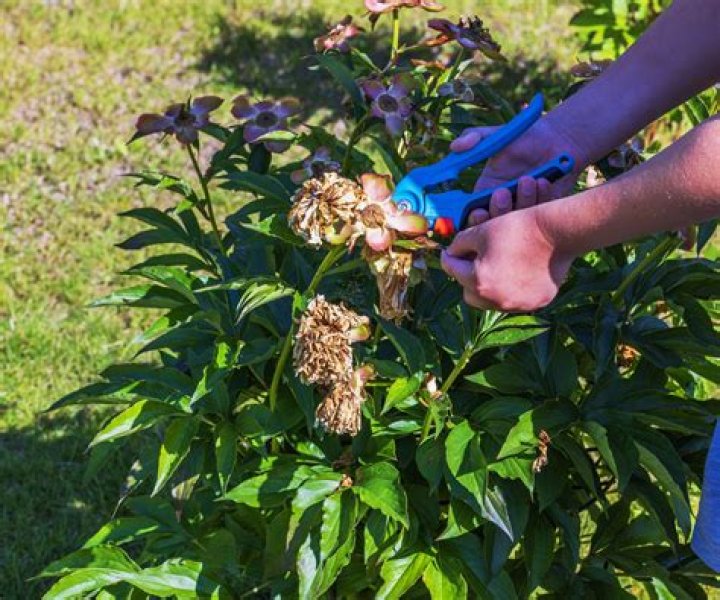 Should I deadhead my tree peony?