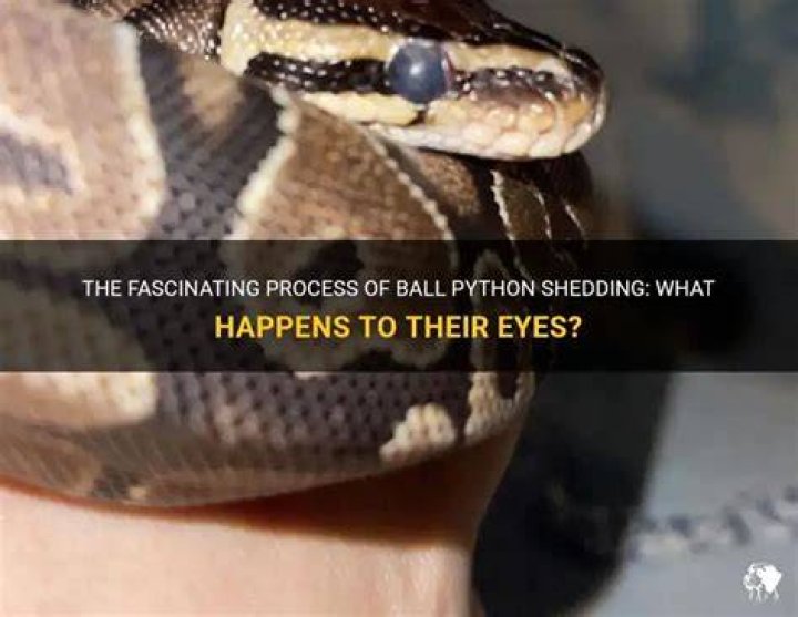 Should I Feed My ball python when shedding?
