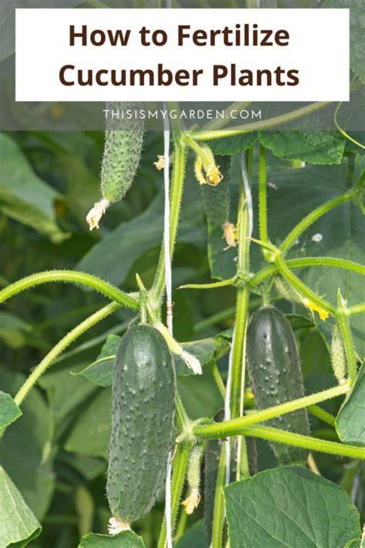 Should I fertilize my cucumber plants?