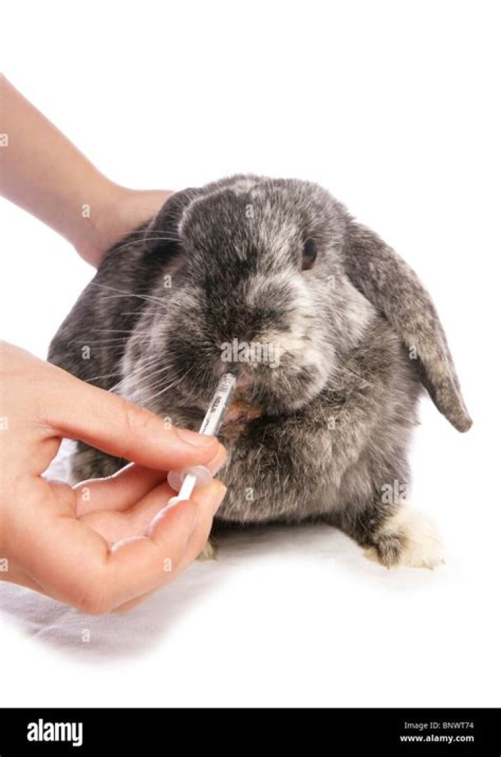 Should I get my rabbit fixed?