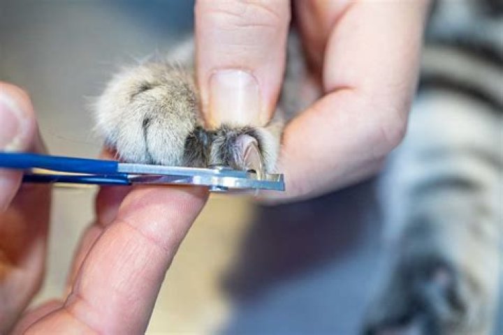 Should I trim my cat's back claws?