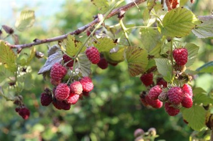 Should raspberry canes be cut back?