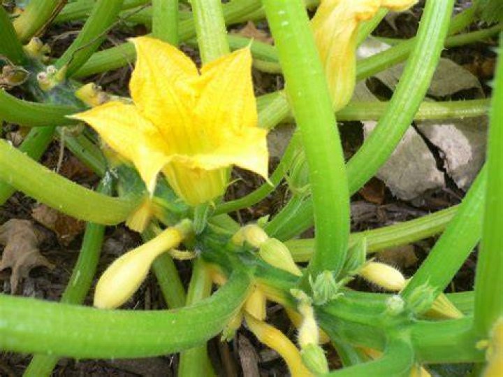 Should you pick squash blossoms?