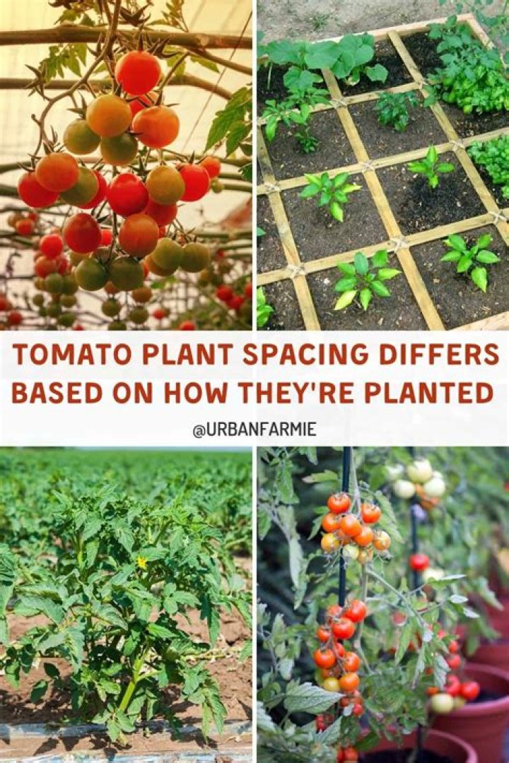 Should you plant in threes?